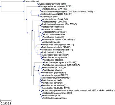 Application of comparative genomics of Acetobacter species facilitates genome-scale metabolic reconstruction of the Acetobacter ghanensis LMG 23848T and Acetobacter senegalensis 108B cocoa strains